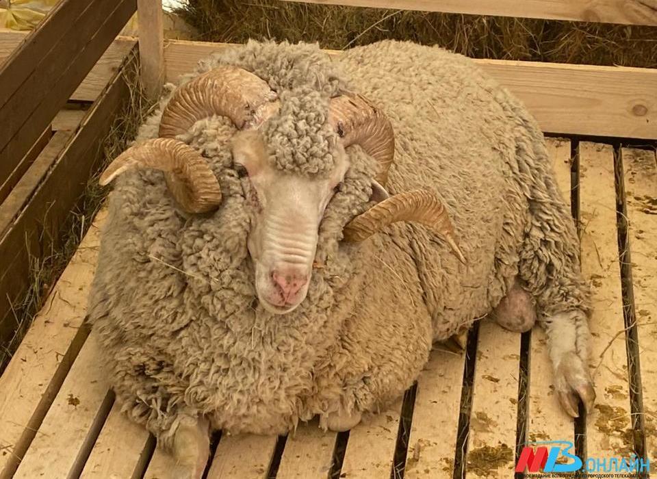 Из Волгоградской области в Китай экспортировано 45 тонн козьей шерсти
